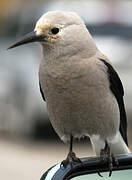 Clark's Nutcracker