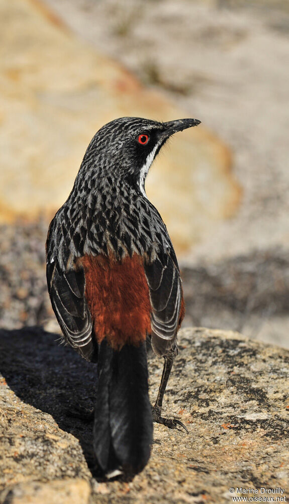 Cape Rockjumperadult