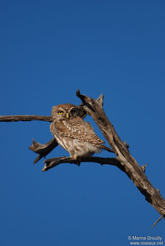 Pearl-spotted Owlet, identification