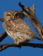 Pearl-spotted Owlet