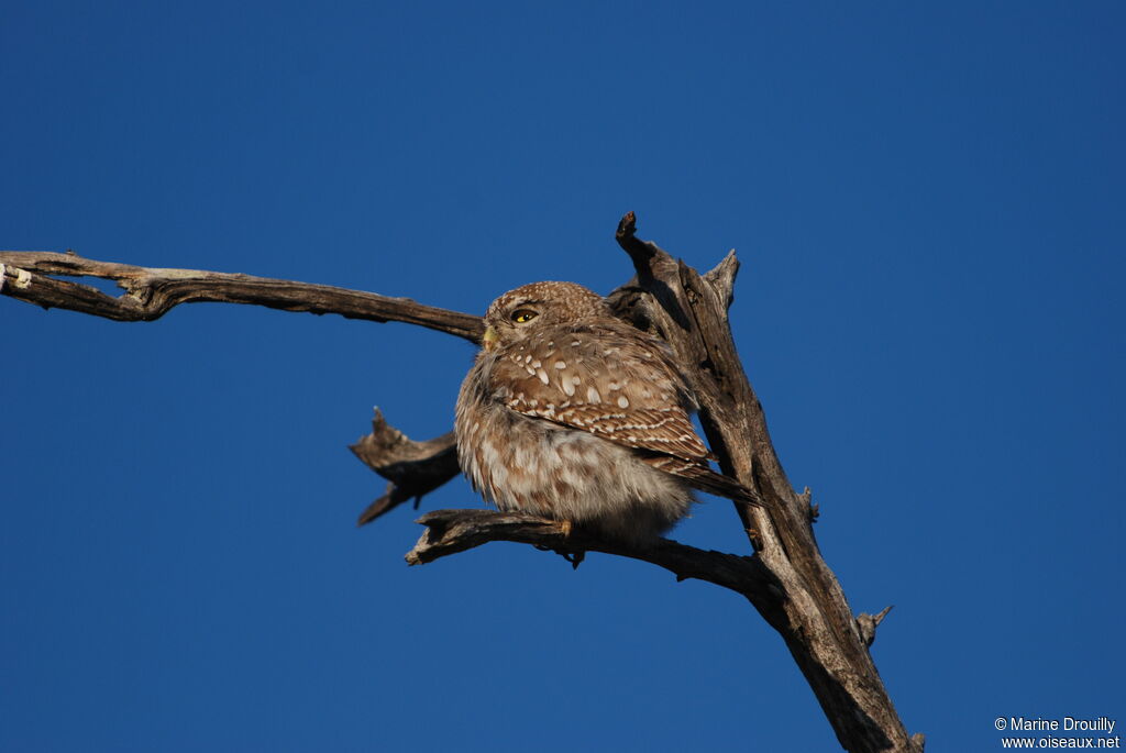 Pearl-spotted Owlet, identification