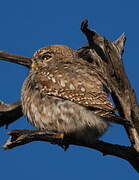 Pearl-spotted Owlet