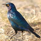 Choucador à oreillons bleus