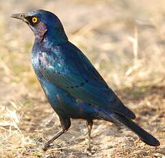 Choucador à oreillons bleus