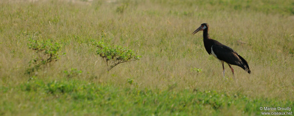 Abdim's Storkadult, identification