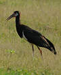 Cigogne d'Abdim