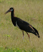 Abdim's Stork