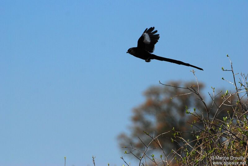 Magpie Shrike male adult, Flight