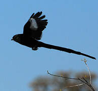 Magpie Shrike