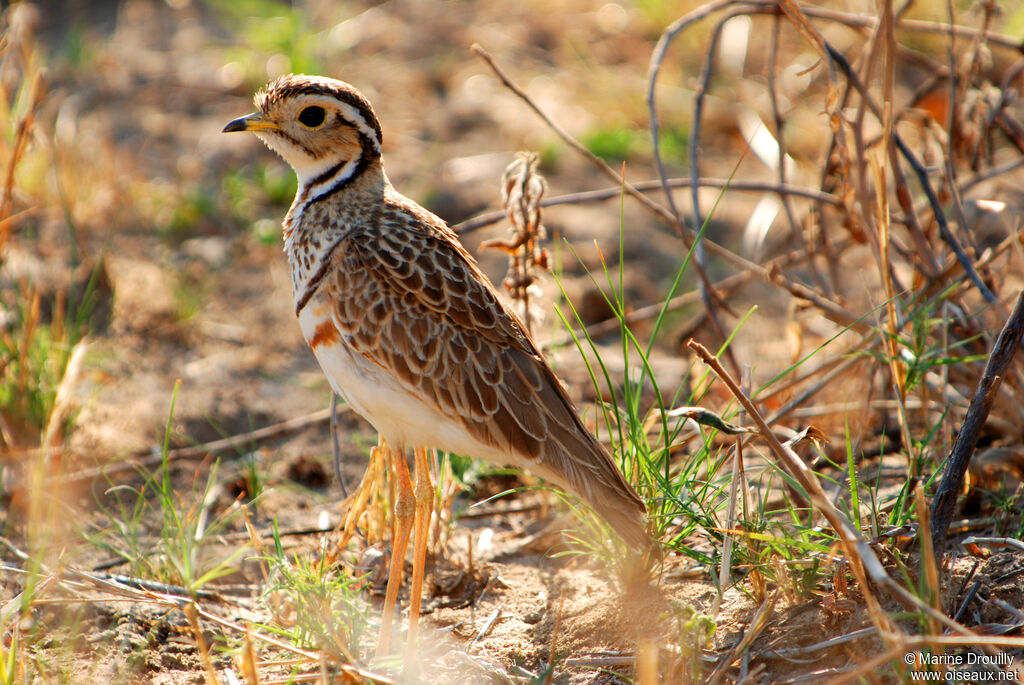 Three-banded Courser, identification