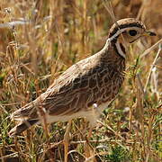 Three-banded Courser