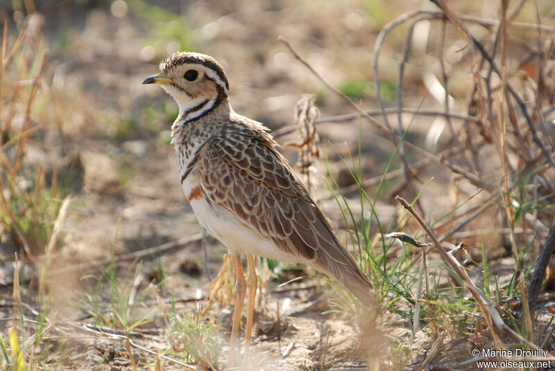 Three-banded Courser, identification