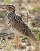 Three-banded Courser