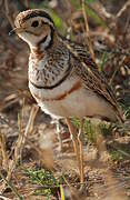 Three-banded Courser