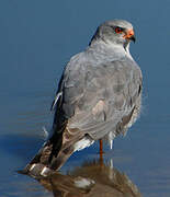 Ovambo Sparrowhawk