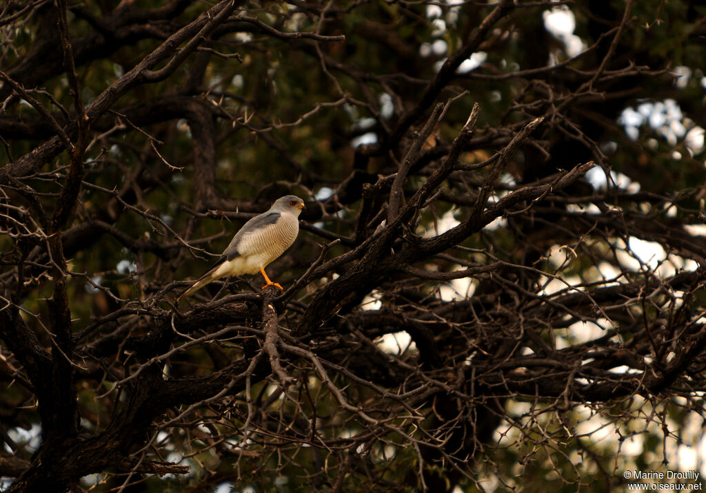 Shikra male adult, identification