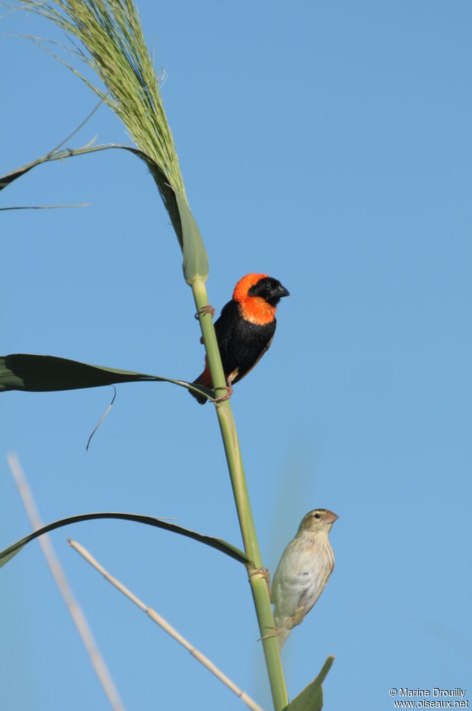 Southern Red Bishop adult