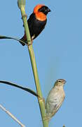 Southern Red Bishop