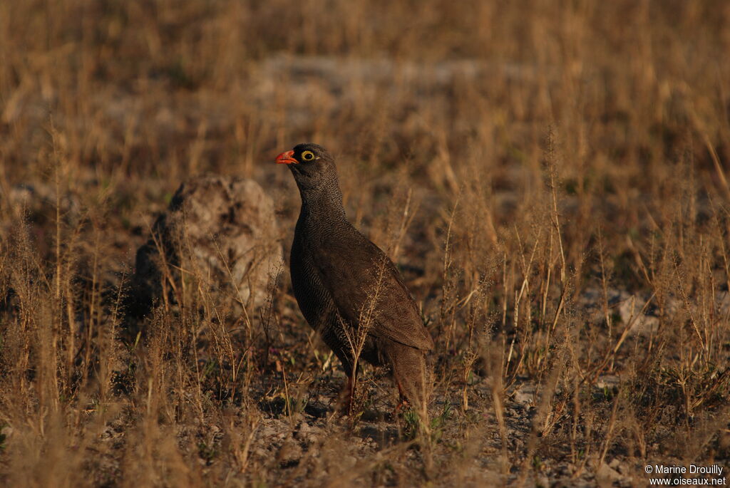 Francolin à bec rougeadulte, identification