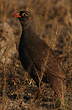 Francolin à bec rouge