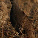 Francolin à bec rouge