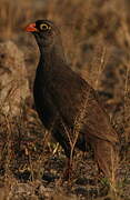 Red-billed Spurfowl