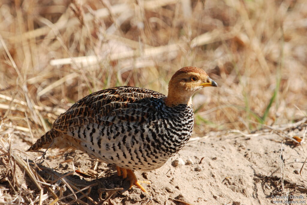 Coqui Francolin female, identification