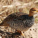 Francolin coqui