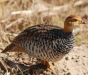 Francolin coqui