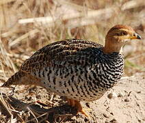 Coqui Francolin