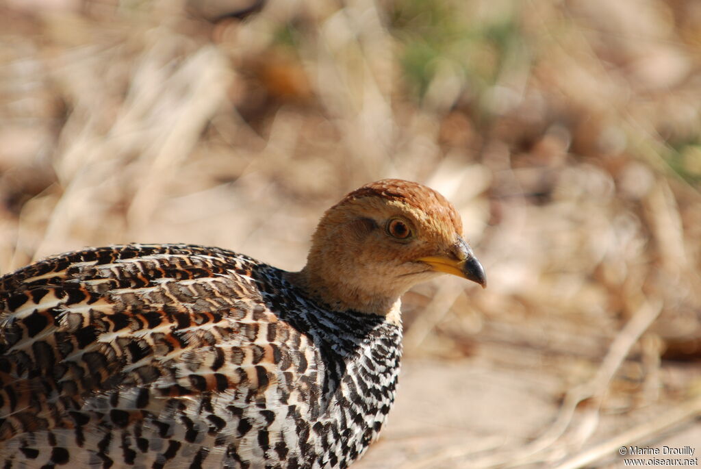 Francolin coqui femelle, identification