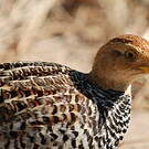 Francolin coqui