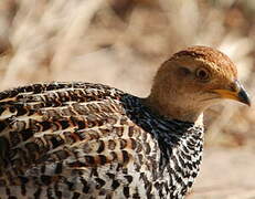 Coqui Francolin