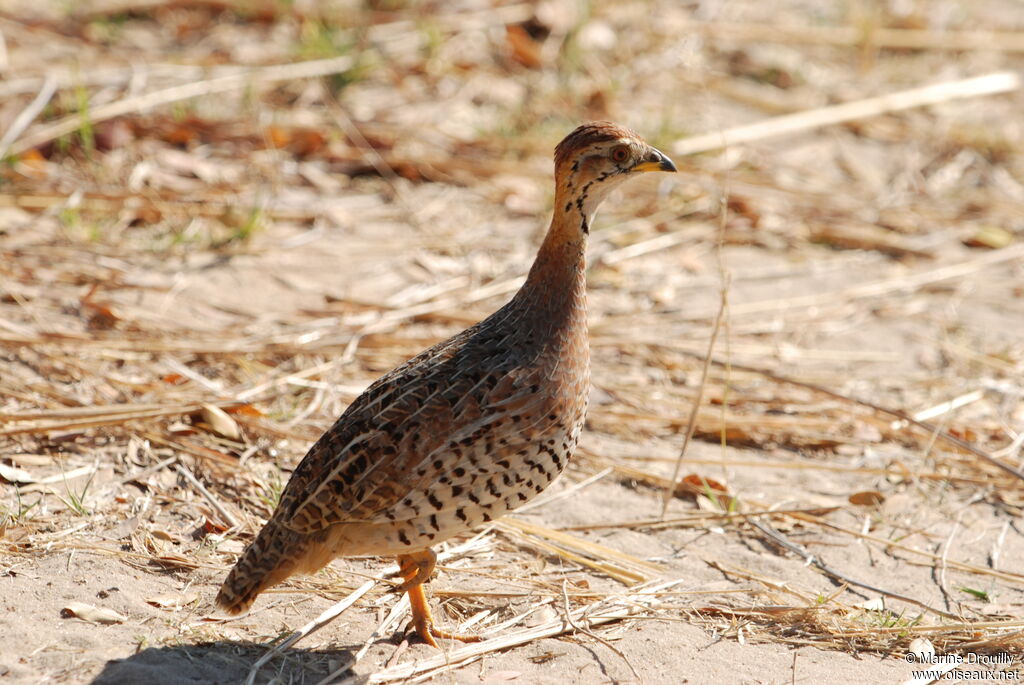 Coqui Francolin male, identification