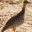 Francolin coqui