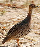 Francolin coqui