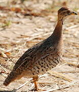 Francolin coqui