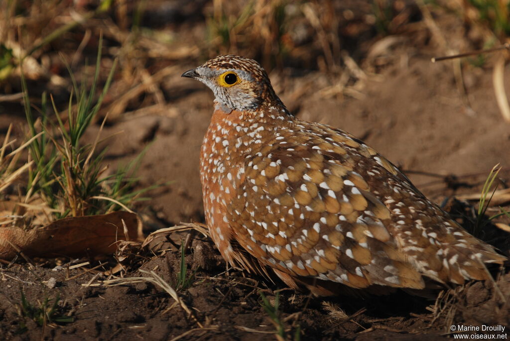 Ganga de Burchell mâle adulte, identification