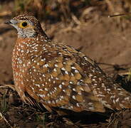 Burchell's Sandgrouse