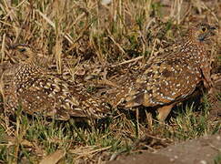 Burchell's Sandgrouse