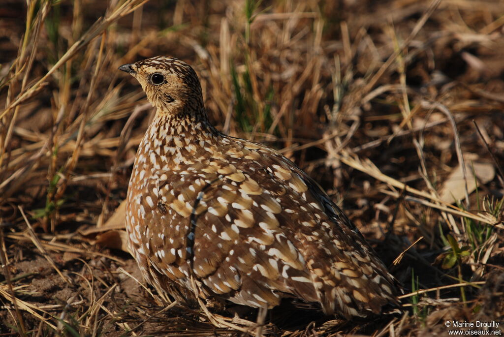 Burchell's Sandgrouse female adult, identification