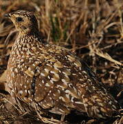 Burchell's Sandgrouse