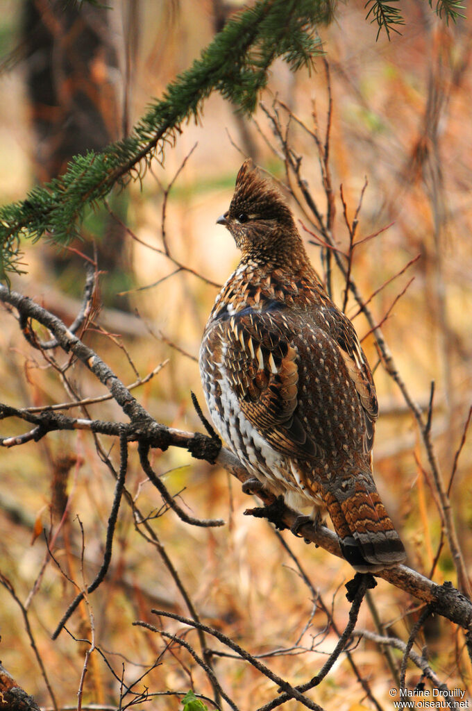 Gélinotte huppée femelle adulte, identification