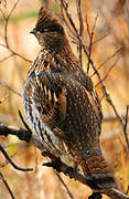 Ruffed Grouse