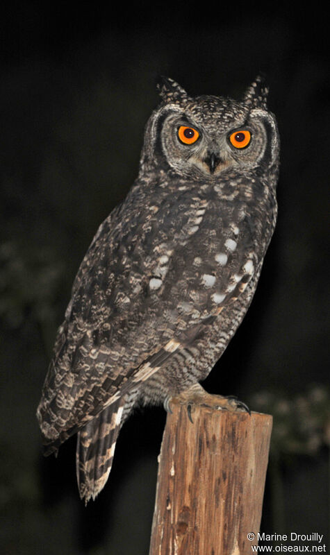 Spotted Eagle-Owl , identification