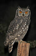 Spotted Eagle-Owl