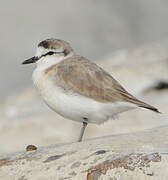 White-fronted Plover