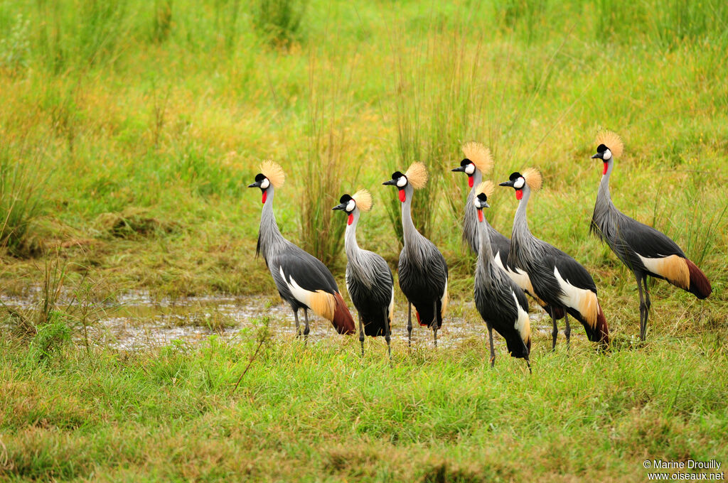 Grey Crowned Craneadult, Behaviour