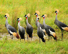 Grey Crowned Crane