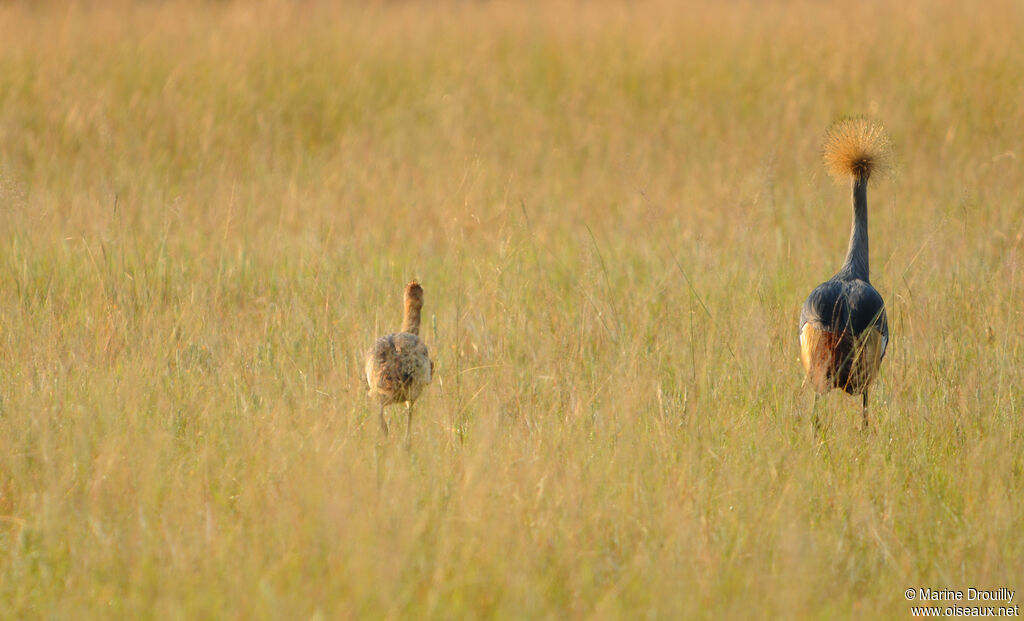 Grey Crowned Crane, identification